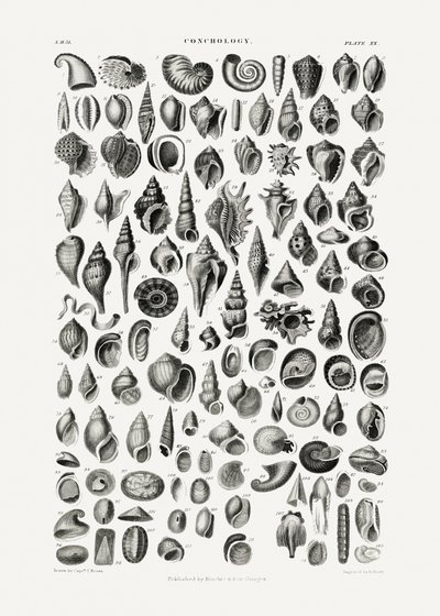 Sealife III door Oliver Goldsmith