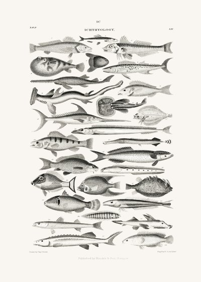 Sealife I door Oliver Goldsmith