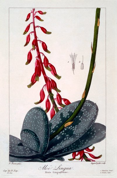 Aloe lingua, uitgegeven 1836 door Panacre Bessa
