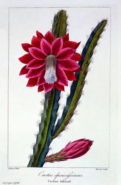 Cactus, uitgegeven 1836 door Panacre Bessa