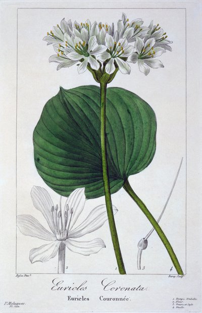 Euricles coronata, pub. 1836 door Panacre Bessa
