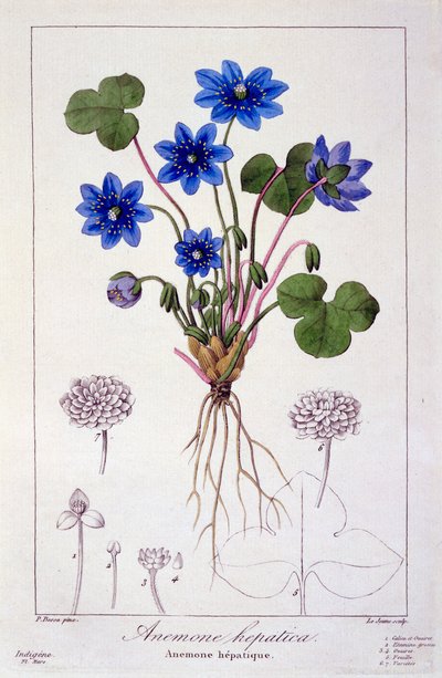 Hepatica nobilis, pub. 1836 door Panacre Bessa