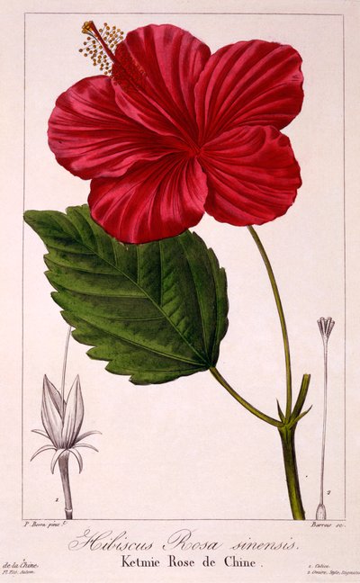 Hibiscus: H. rosa-sinensis door Panacre Bessa