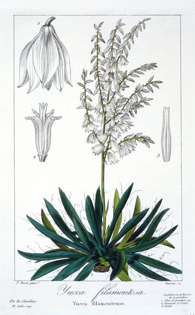 Yucca filimentosa door Panacre Bessa