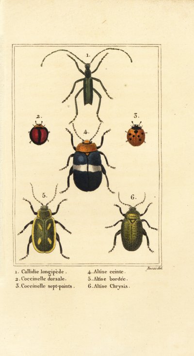 Callidium longipes, lieveheersbeestjes, Jauravia dorsalis, Coccinella septempunctata, vlooienkevers, Altica cincta, Altica emarginata, en Altica chrysis door Pancrace (after) Bessa