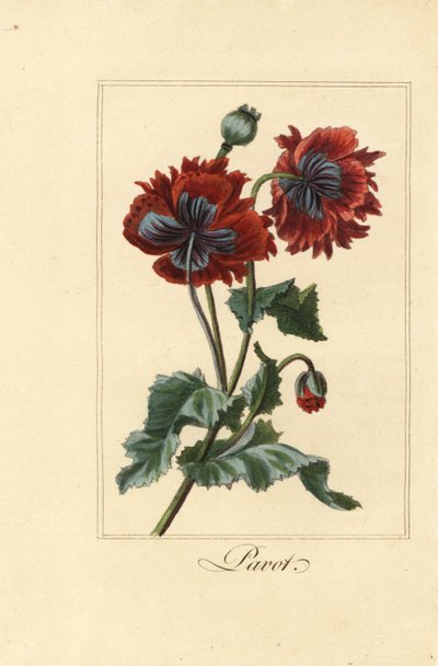 Hybride variëteit van klaproos, pavot, Papaver rhoeas door Pancrace (after) Bessa