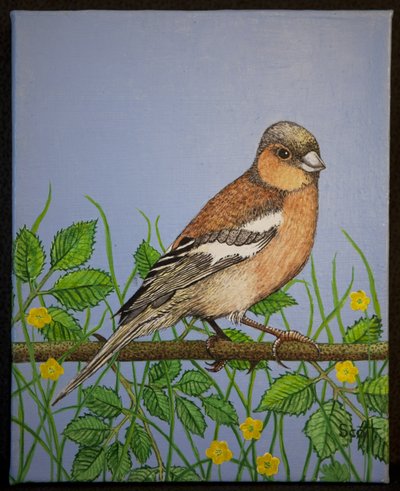 Vink, 2016 door Pat Scott