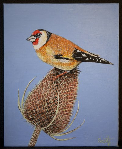 Goudvink, 2016 door Pat Scott