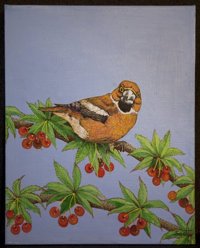 Appelvink, 2016 door Pat Scott