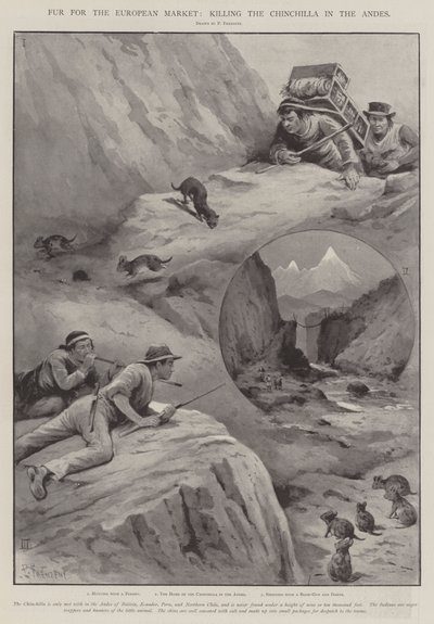 Bont voor de Europese markt, het doden van de chinchilla in de Andes door Paul Frenzeny