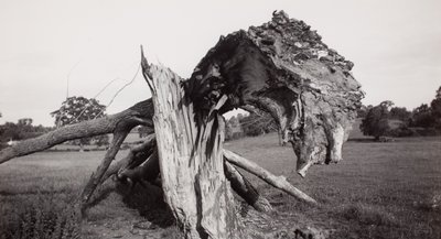 Monster Field