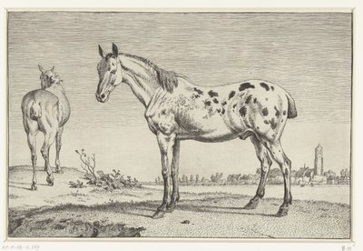 Het gecoupeerde paard door Paulus Potter