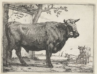 Stier door Paulus Potter