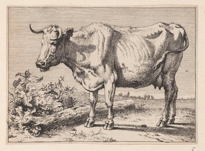 De koe met de verfrommelde hoorn, van Diverse ossen en koeien door Paulus Potter
