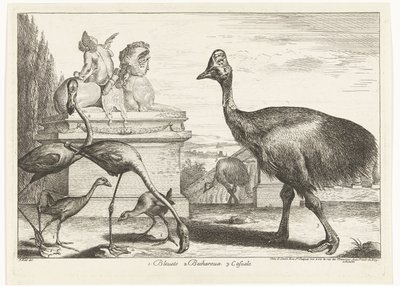 Kasuarissen, purperkoet en flamingo