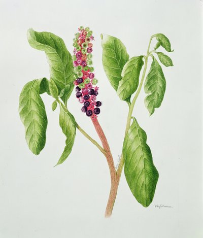 Phytolacca (aquarel) door Peggy Wyatt