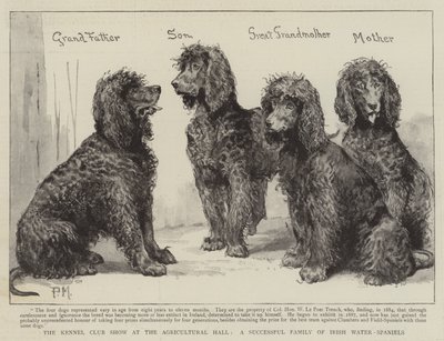 De Kennel Club Show in de Agricultural Hall, een succesvolle familie van Ierse waterspaniëls door Percy Macquoid