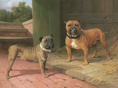 Een Rode Bulldog en Gestroomde Bulldog bij een Schuur door Percy Thomas Earl
