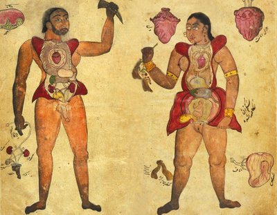 Anatomische illustratie van een man en een vrouw die hun eigen interne organen vasthouden, gepubliceerd in Tibb-i Akbar, "De geneeskunde van Akbar" c.1700 door Persian School