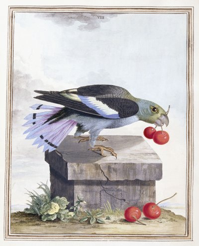 Plaat VIII door Peter Brown