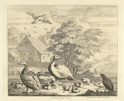 Ganzen met kuikentjes bij een beek Verschillende vogels door Peter Casteels (III)