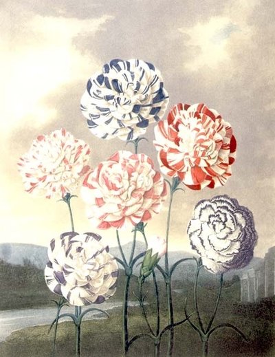 Een Groep Anjers: Dianthus caryophyllus, gegraveerd door Caldwall, uit Thornton