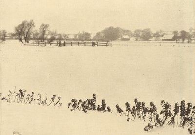 Moeras Onkruid door Peter Henry Emerson
