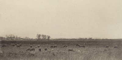 Moerassen bij de Noordzee door Peter Henry Emerson
