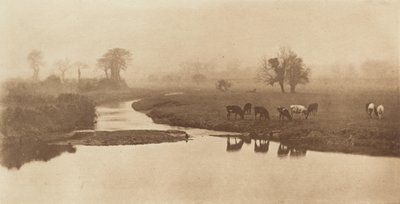 Schapen in de moerassen [Landschap met vee] door Peter Henry Emerson