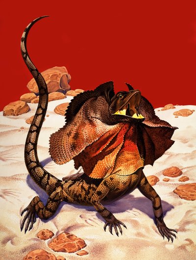 Gekrulde hagedis (gouache op papier) door Peter Jackson
