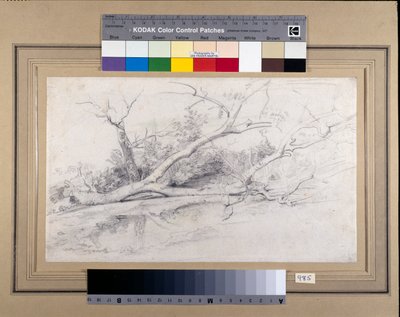Een omgevallen boom liggend bij een poel, ca. 1630 door Peter Paul Rubens