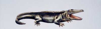 Cyclotosaurus sp, Mastodonsauridae, Laat Trias, Kunstwerk door Peter Ross
(foto) door Peter Ross