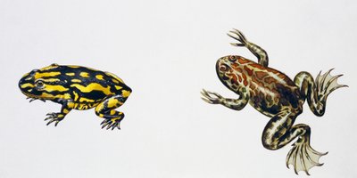 Triadobatrachus massinoti en Palaeobatrachus sp, Kunstwerk door Peter Ross
(foto) door Peter Ross