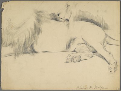 Studies van een leeuw door Philip H. Wolfrom