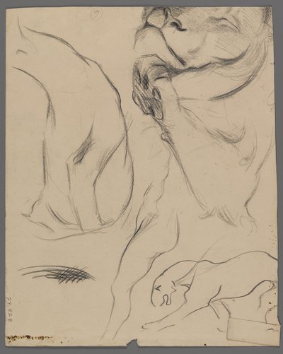 Studies van een leeuw door Philip H. Wolfrom