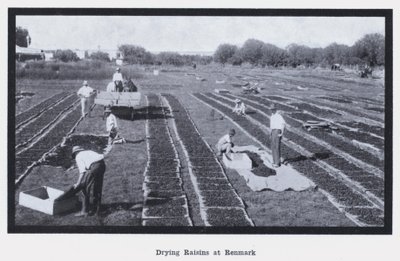 Drogen van rozijnen in Renmark door Photographer Australian