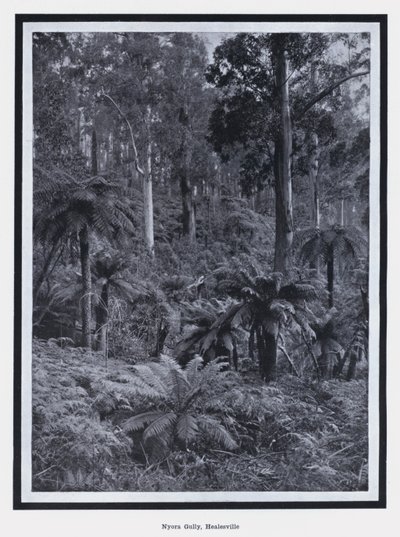 Nyora Gully, Healesville door Photographer Australian