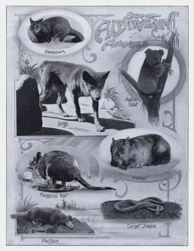 Enkele Australische dieren door Photographer Australian
