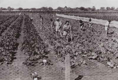 Groenten geteeld nabij de Transcontinentale Weg in het zogenaamde Woestijnland, geïrrigeerd met boorwater door Photographer Australian