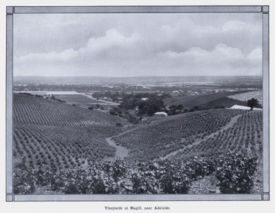 Wijngaarden in Magill, nabij Adelaide door Photographer Australian