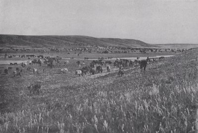 Veekudde op de glooiende hooglanden van Alberta (zwart-wit foto) door Photographer Canadian