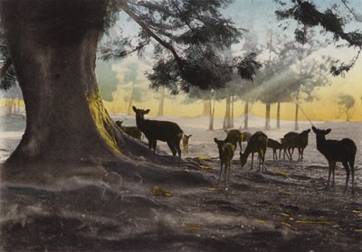 Japan, ca. 1912: Kasuga-tempelterrein met tamme herten, Nara door Photographer Japanese