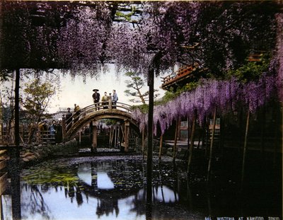 Wisteria in een tuin in Kameido, ca. 1900 door Photographer Japanese
