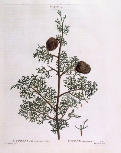 Mediterrane cipres (Cupressus sempervirens), botanische plaat door Pierre Joseph Redouté door Pierre Joseph Redouté