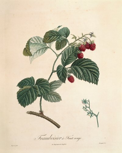 Framboos door Pierre Joseph Redouté (1759-1840) door Pierre Joseph Redouté