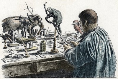 Taxidermie: Een taxidermist vult dieren in zijn werkplaats, gravure uit 