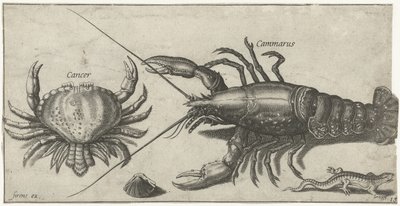 Kreeft, krab, salamander en een schelp door Pierre Firens