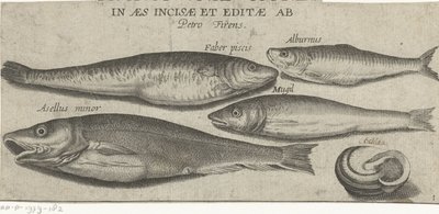 Sprot, karper, harder, kleine kabeljauw en een schelp door Pierre Firens