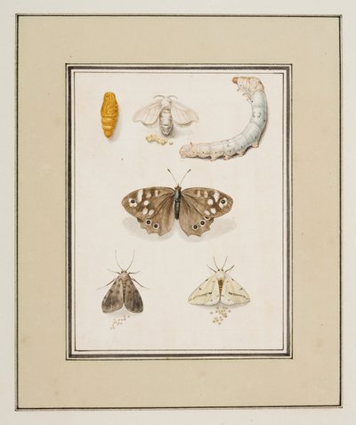 Vlinders, motten en rupsen, c.1755-65 door Pierre Francois Ledoulx