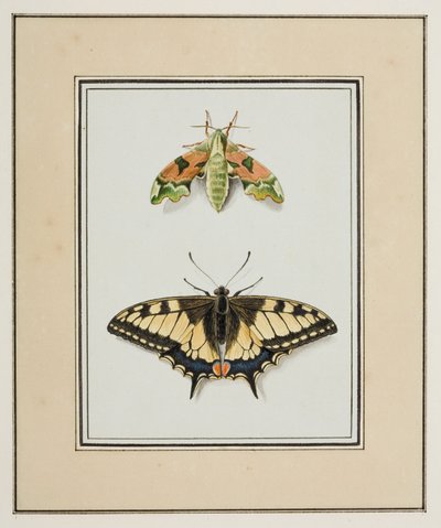 Nachtvlinder en Koninginnepage, ca. 1755-65 door Pierre Francois Ledoulx